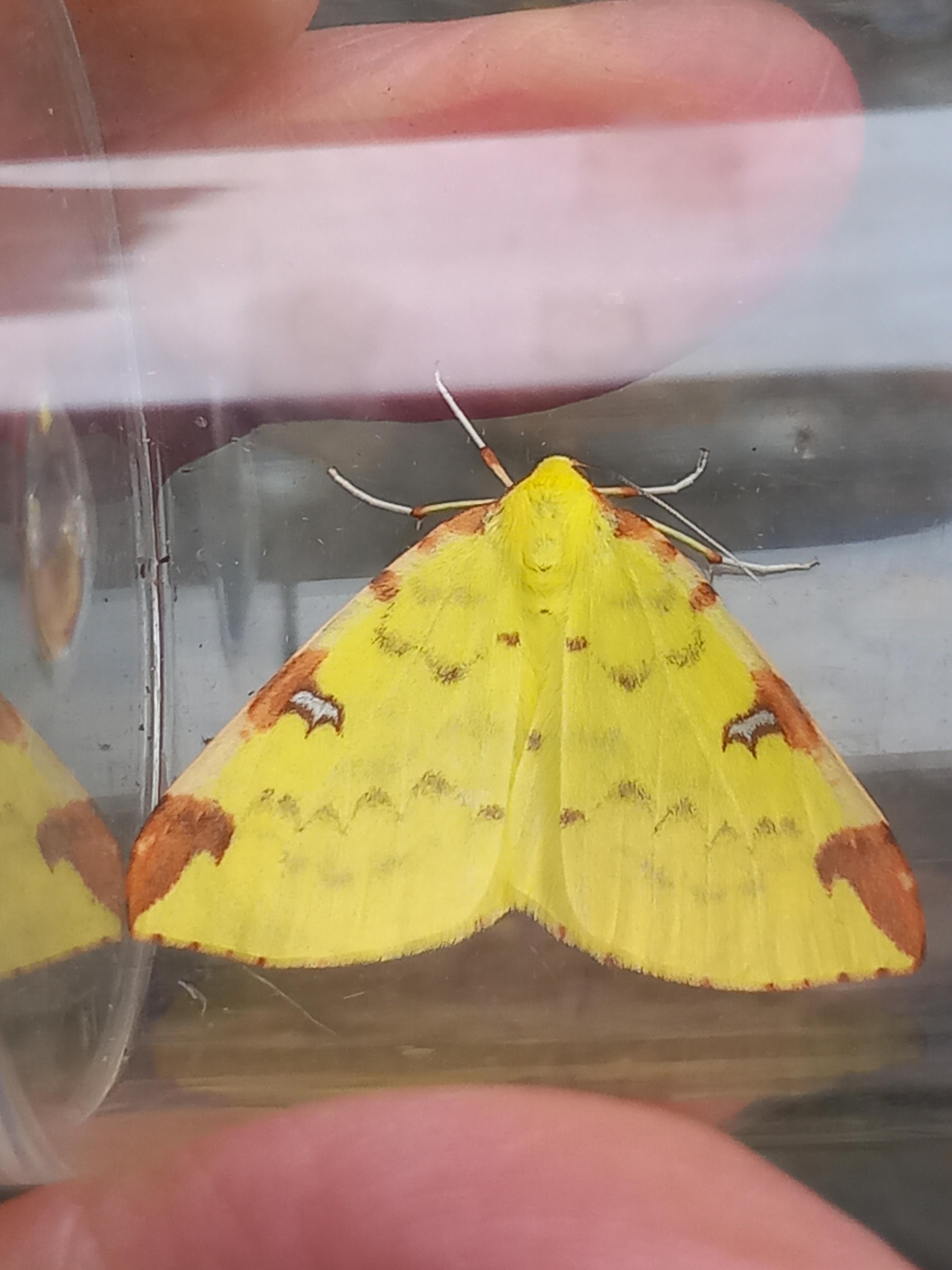 Brimstone